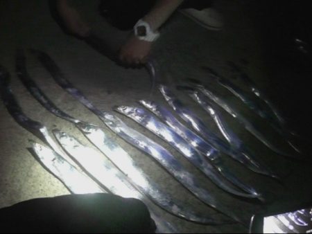 太刀魚入れ食いモード